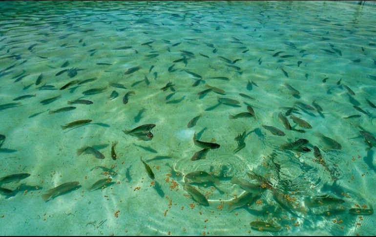 La tilapia es la principal especie de pez cultivada en Jalisco. ESPECIAL / Sagarpa