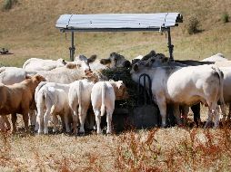 Durante el segundo trimestre del año, el PIB mostró una desaceleración en comparación con el trimestre previo, derivado de un menor dinamismo en el sector agropecuario e industrial. AFP/R. Weihrauch