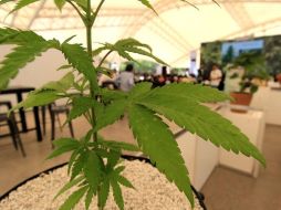 La UNPF afirma que la legalización de la mariguana en algunos estados de EU ha incentivado su consumo entre menores de edad. EFE / ARCHIVO