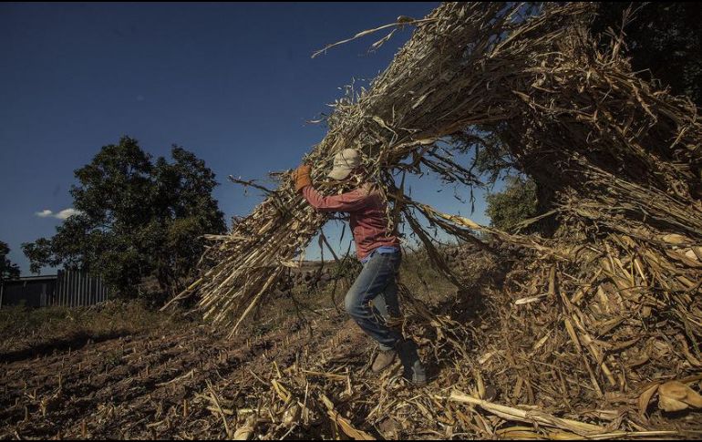 Alberto Díaz Beltrán, subprocurador Jurídico y de Asuntos Internacionales, indicó que la guía podría estar lista en tres meses. EL INFORMADOR / ARCHIVO