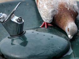 La ola de calor que afecta a gran parte de Europa, lejos de dar una tregua, se acentuará en algunos países del sur y centro del continente. EFE / H. Delgado