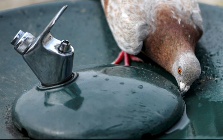 La ola de calor que afecta a gran parte de Europa, lejos de dar una tregua, se acentuará en algunos países del sur y centro del continente. EFE / H. Delgado