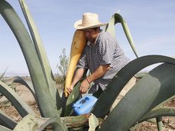 La elaboración del pulque conlleva un proceso largo en el que los magueyes deben madurar entre ocho y 15 años para, después de eso, ser sometidos a la extirpación del cogollo y la extracción del aguamiel. NTX / ARCHIVO