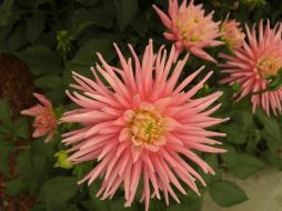 La dalia, desde tiempos prehispánicos ha sido una flor muy apreciada por sus formas, colores y cualidades medicinales y nutritivas. NTX / ARCHIVO