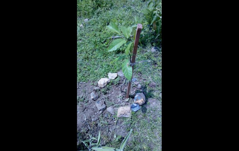 El punto de reforestación fue en Probosque La Forestal, donde se plantaron 150 árboles de guaje, guamúchil, tepeguaje, mezquite y tepame.. ESPECIAL