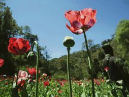 En debate. La siguiente administración federal discutirá, mediante consultas públicas, la legalización de la amapola para fines medicinales. ESPECIAL