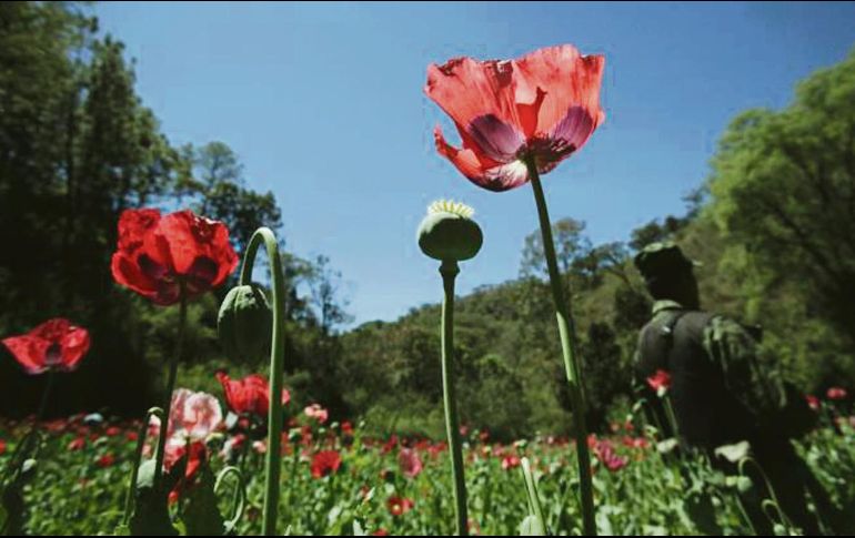 En debate. La siguiente administración federal discutirá, mediante consultas públicas, la legalización de la amapola para fines medicinales. ESPECIAL