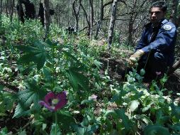 Los sembradíos de amapola que han sido detectados han rebasado a los de mariguana. NTX/ARCHIVO