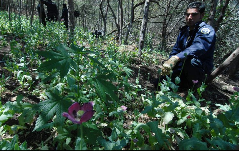 Los sembradíos de amapola que han sido detectados han rebasado a los de mariguana. NTX/ARCHIVO