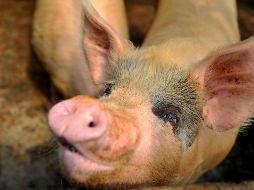 La peste porcina africana no es contagiosa para los seres humanos, pero podría ser una amenaza para el mercado porcino de China. EFE/ARCHIVO