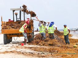 Las barreras respetan la vida marina y el arrecife mesoamericano. NOTIMEX