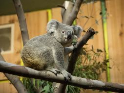 Tanami viajó la noche del jueves en una jaula colocada en un asiento. AFP / ARCHIVO