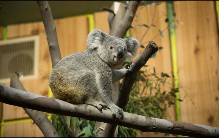 Tanami viajó la noche del jueves en una jaula colocada en un asiento. AFP / ARCHIVO