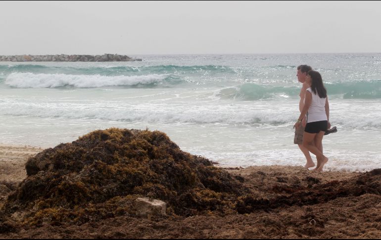 Los expertos dijeron que la mancha de sargazo es la más grande que se haya acumulado en el Caribe. EFE / A. Cupul