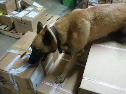 Lo asegurado, fue remitido ante el Representante Social de la Federación, en su Delegación Jalisco. EL INFORMADOR/ ARCHIVO