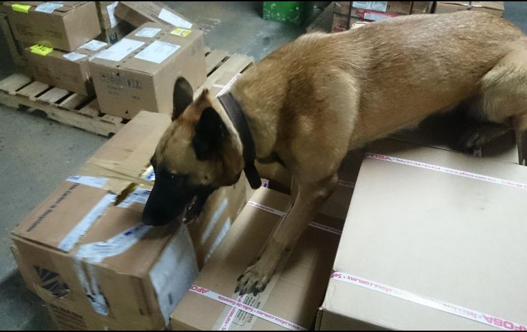 Lo asegurado, fue remitido ante el Representante Social de la Federación, en su Delegación Jalisco. EL INFORMADOR/ ARCHIVO