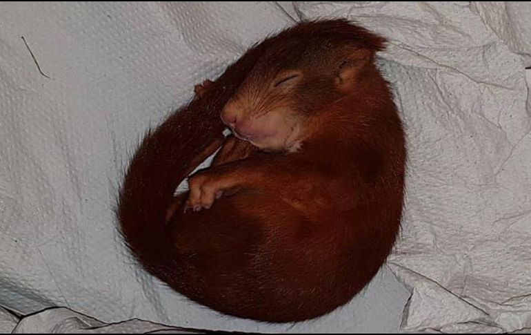 Los agentes quedaron encantados con el pequeño roedor y decidieron adoptarla como la mascota de la comisaría local. FACEBOOK / Polizei Karlsruhe