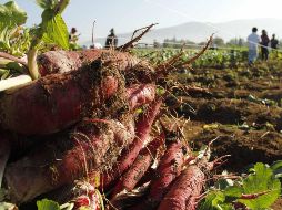 Los productores de Jalisco cumplen con los requisitos sanitarios exigidos en el extranjero. NOTIMEX/Archivo