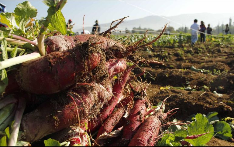 Los productores de Jalisco cumplen con los requisitos sanitarios exigidos en el extranjero. NOTIMEX/Archivo