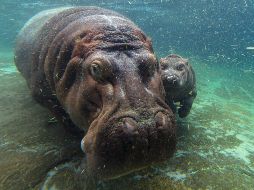 Autoridades informaron que son inusuales los ataques de animales contra turistas porque normalmente van escoltados por guías locales. AP / ARCHIVO