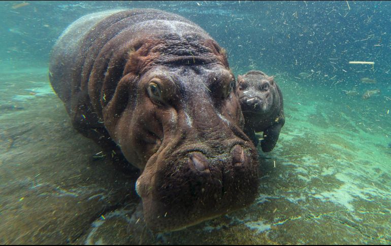 Autoridades informaron que son inusuales los ataques de animales contra turistas porque normalmente van escoltados por guías locales. AP / ARCHIVO