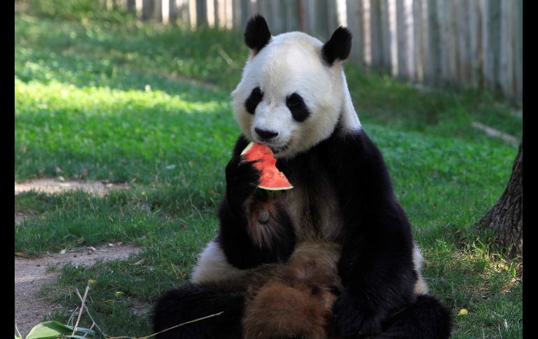 Polos de pescado, de fruta, o de verdura son algunas de las soluciones que ofrece el Zoo Aquarium de Madrid para que los animales puedan soportar las altas temperaturas que la ola de calor ha dejado en la capital durante estos últimos días. EFE/E. Oyana
