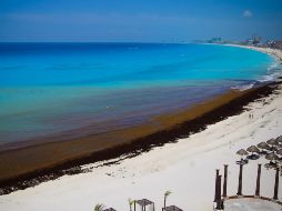 El sargazo no es dañino para los animales marinos, sin embargo, puede afectar la salida de tortugas marinas jóvenes que van al mar. NTX / ARCHIVO