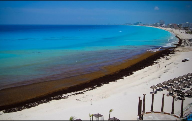 El sargazo no es dañino para los animales marinos, sin embargo, puede afectar la salida de tortugas marinas jóvenes que van al mar. NTX / ARCHIVO