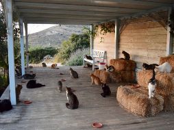 En el mensaje de Facebook se recomienda tener experiencia veterinaria, pues “también necesitan amor y atención