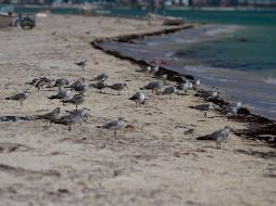 La marea roja se forma casi todos los años por la presencia de un alga natural en la costa del Golfo. NTX / ARCHIVO