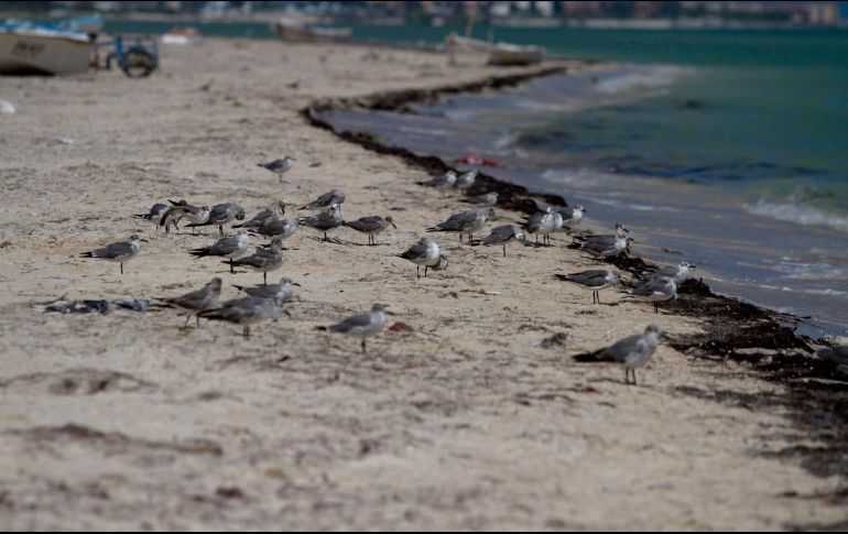 La marea roja se forma casi todos los años por la presencia de un alga natural en la costa del Golfo. NTX / ARCHIVO