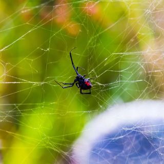 Piden prevenir mordeduras de arañas peligrosas