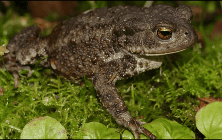 Los expertos continúan con sus investigaciones para que la sustancia obtenida del animal sea completamente exitosa. ESPECIAL