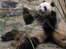 La función principal del recinto, además de la conservación del medio ambiente, será construir pasajes entre varios hábitats de pandas. EFE/ARCHIVO