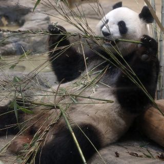 China abrirá su primer parque nacional de osos panda gigante