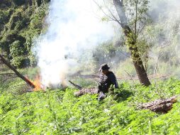 El total de la droga destruida en esta ocasión fue de 33 mil 200 plantas de mariguana, con una altura promedio de un metro 50 centímetros. EL INFORMADOR/ ARCHIVO