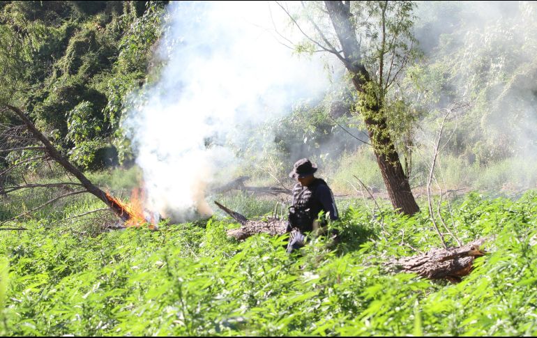 El total de la droga destruida en esta ocasión fue de 33 mil 200 plantas de mariguana, con una altura promedio de un metro 50 centímetros. EL INFORMADOR/ ARCHIVO