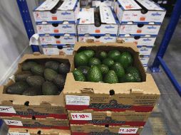 Alimentos. El aguacate es uno de los principales productos de exportación en México. EL INFORMADOR/ARCHIVO