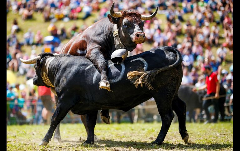 Vacas durante las peleas 'Reine du Cervin' (reina del Cervino) en Zermatt, Suiza. Las vacas Herens o Eringer poseen la característica singular de luchar para establecer una jerarquía dentro de la manada. Durante las peleas, las vacas se empujan, frente contra frente, y la competencia continúa hasta que una nueva reina obliga a todas las otras vacas a retirarse. EFE / V. Flaraud