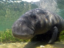 Indican que al menos 97 manatíes murieron debido a la marea roja. EFE / ARCHIVO