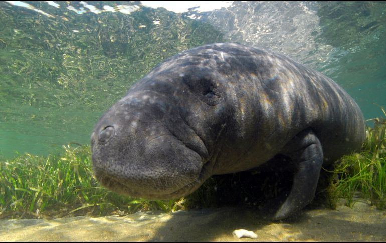 Indican que al menos 97 manatíes murieron debido a la marea roja. EFE / ARCHIVO