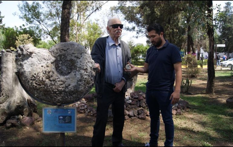 La pieza corresponde a la de edad Aptiano-Albiano, periodo Cretácico Inferior, y se encontró en los estratos de la Formación Tamaulipas Superior.. TWITTER /@IPN_MX