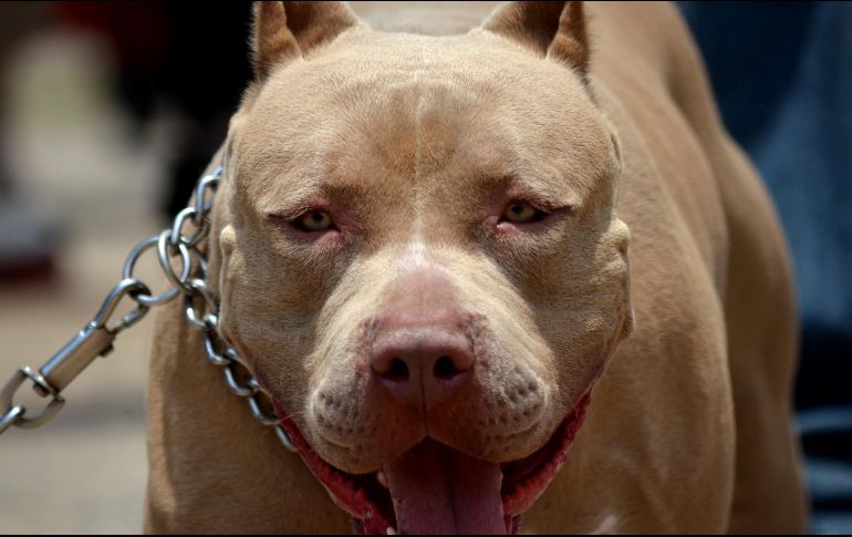 De momento, se desconoce el porqué del comportamiento agresivo de la mascota. EL INFORMADOR/ARCHIVO