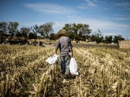 El crecimiento del PIB es resultado de un incremento, principalmente, del 3.3 por ciento de actividades de comercios y servicios, seguidas de las agropecuarias con un crecimiento de 1.8 por ciento. EL INFORMADOR / ARCHIVO