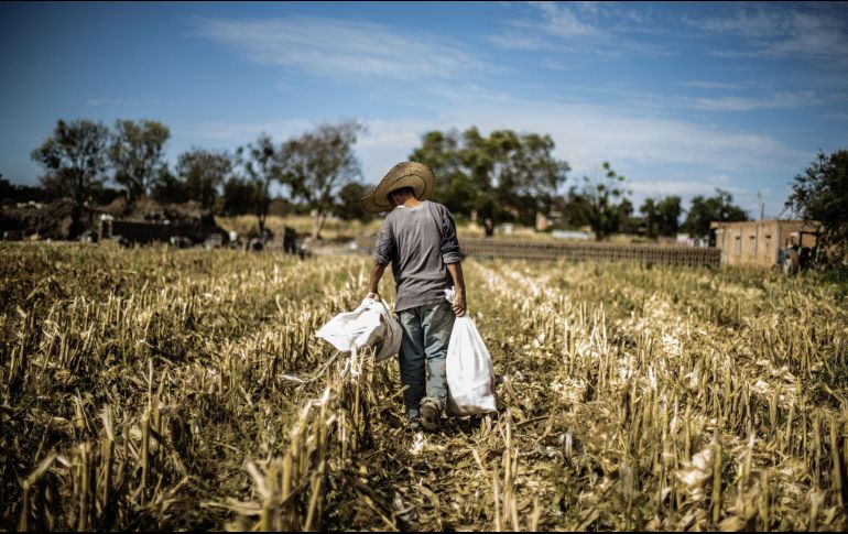 El crecimiento del PIB es resultado de un incremento, principalmente, del 3.3 por ciento de actividades de comercios y servicios, seguidas de las agropecuarias con un crecimiento de 1.8 por ciento. EL INFORMADOR / ARCHIVO