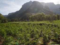 Se logra la destrucción de 304 mil 250 plantas de mariguana en Tequila, con lo que suman 30 plantíos incinerados, del 19 al 24 de agosto, del año en curso, a lo largo del país. EL INFORMADOR / ARCHIVO