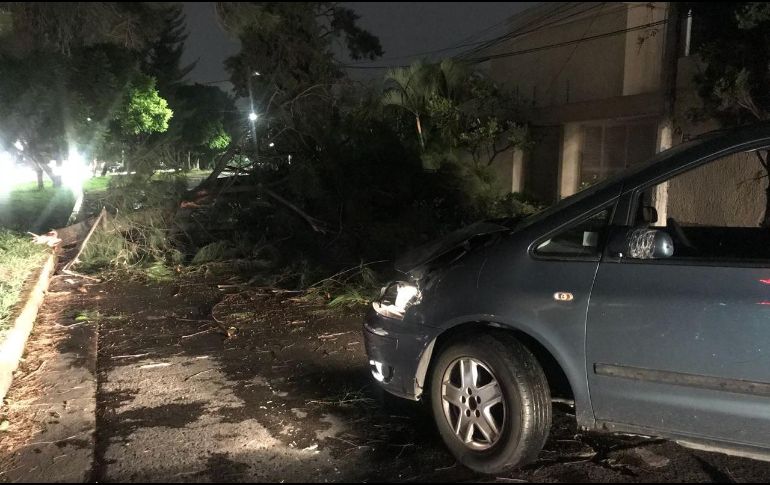 El árbol caído en la colonia Americana, en el cruce de Guadalupe Zuno y Bruselas, provoca daños a un auto Volkswagen Polo. ESPECIAL/ Bomberos de Guadalajara