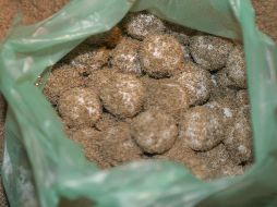 La Policía Federal Ministerial detuvo a los tres individuos y aseguró 35 mil 441 huevos de tortuga golfina. EL INFORMADOR/ ARCHIVO