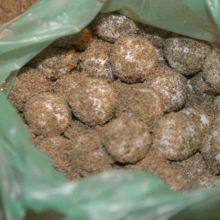 Vinculan a proceso a tres por posesión de 35 mil huevos de tortuga