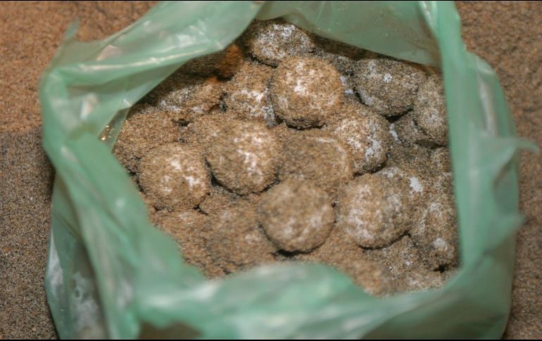 La Policía Federal Ministerial detuvo a los tres individuos y aseguró 35 mil 441 huevos de tortuga golfina. EL INFORMADOR/ ARCHIVO